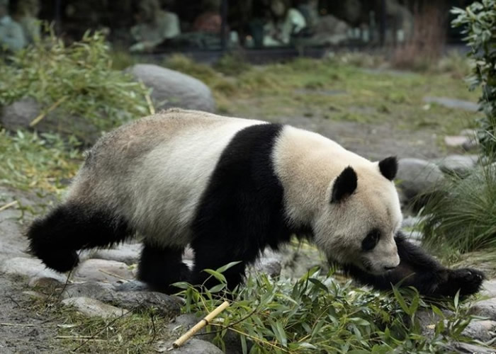 丹麦哥本哈根动物园大熊猫“星二”爬上金属杆成功“越狱”