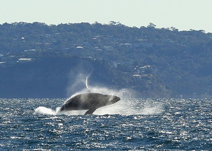 座头鲸觅食不时会跃身击浪。（Getty Images图片）