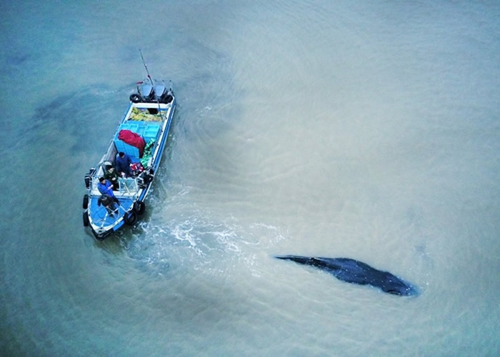 座头鲸不时会出现在船只附近。图非涉事船只。（Getty Images图片）