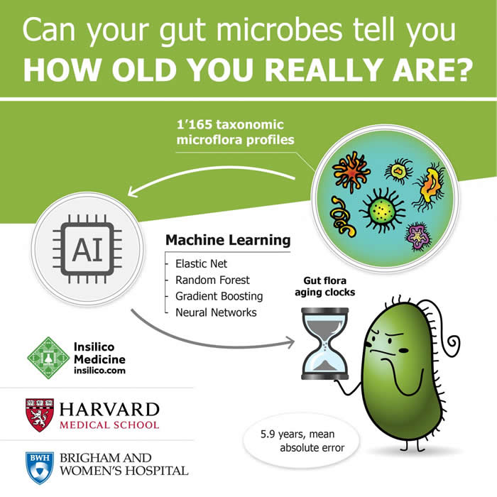 肠道细菌群能否反映你的真实年龄？