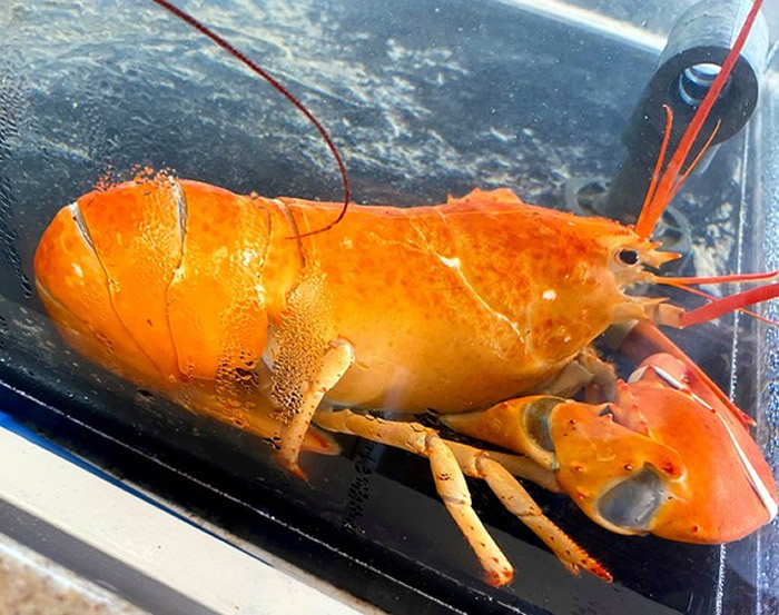 美国麻萨诸塞州海鲜餐厅出现超级罕见的橘色龙虾 机率大约是3000万分之1