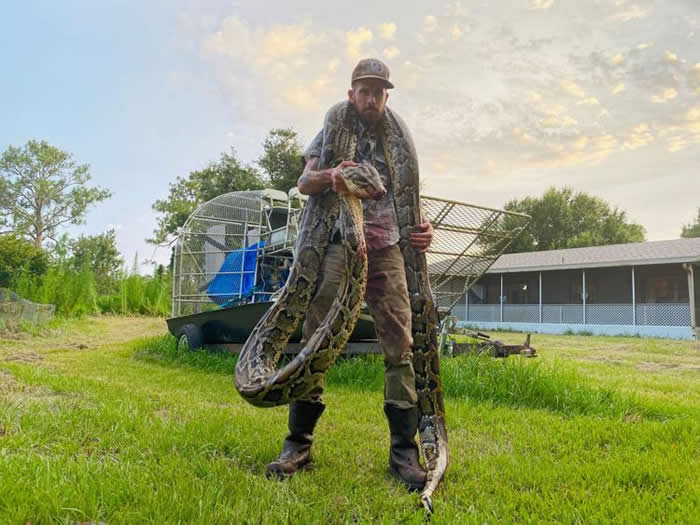 美国佛罗里达州“蟒蛇猎人”Mike Kimmel在沼泽地捕获巨型蟒蛇 手臂遭狠咬