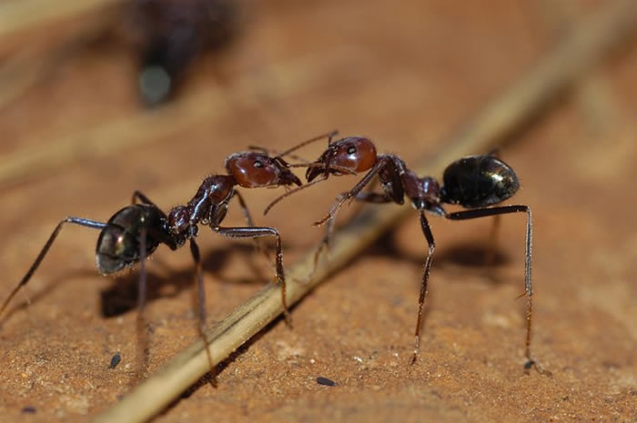 英国《植物学纪事》：新研究发现澳大利亚一种彩烟木属植物可让蚂蚁代替蜜蜂来授粉