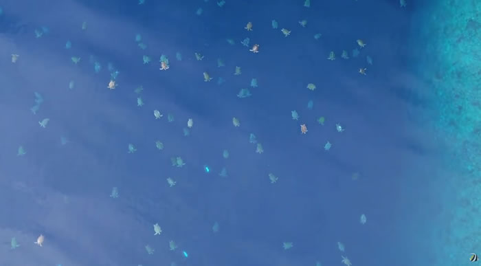 科学家利用无人机拍摄到澳大利亚雷恩岛6.4万只绿海龟迁徙的壮观画面