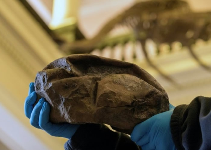 南极洲西摩岛发现的神秘化石证属已灭绝海洋爬行动物的软壳蛋
