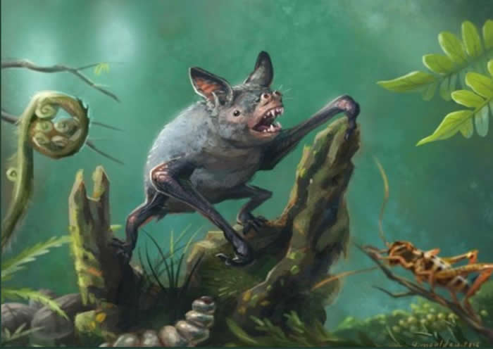 5220万年前蝙蝠的祖先为树栖 3000多万年前进化出回声定位技能