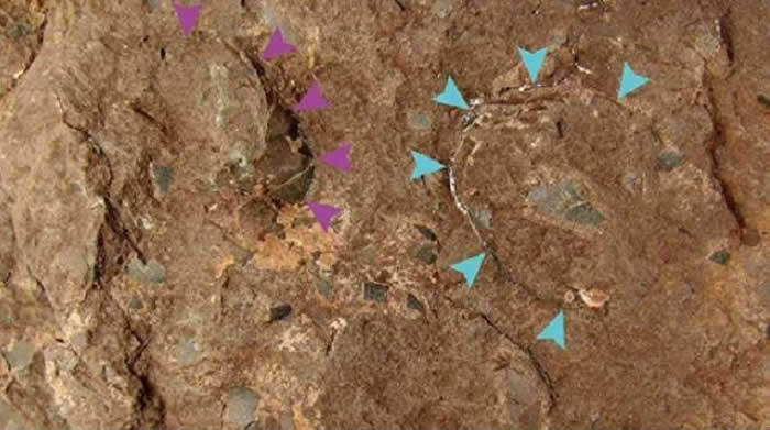 日本兵库县丹波市白垩纪地层发现全球最小恐龙蛋化石Himeoolithus murakamii