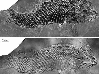 贵州兴义发现两亿四千万年前一种新的基干新鳍鱼类：祥瑞卢加诺鱼