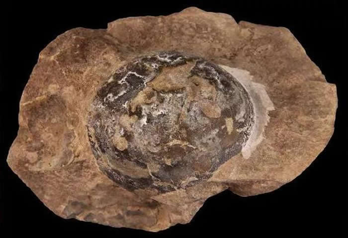 鼠龙胚胎化石。图片来源：Norell， M。 et al。