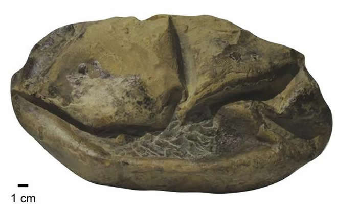 南极发现的软壳蛋化石，它被命名为Antarcticoolithus。图片来源：Legendre， L。 J。 et al。