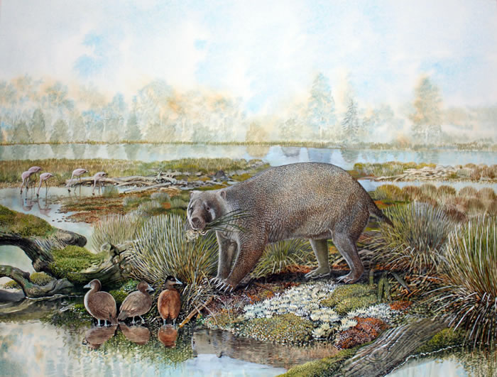 澳大利亚发现渐新世时期神秘新动物化石Mukupirna 大小为现代袋熊四倍
