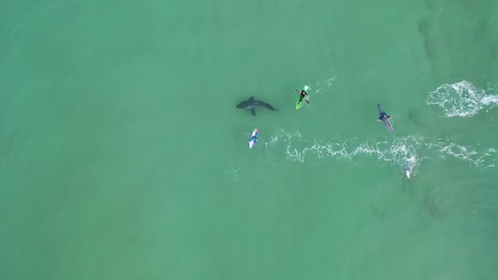 南非航拍机拍到大白鲨游向冲浪客身边“调查”猎物等待下手