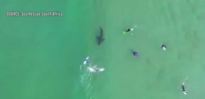 南非航拍机拍到大白鲨游向冲浪客身边“调查”猎物等待下手