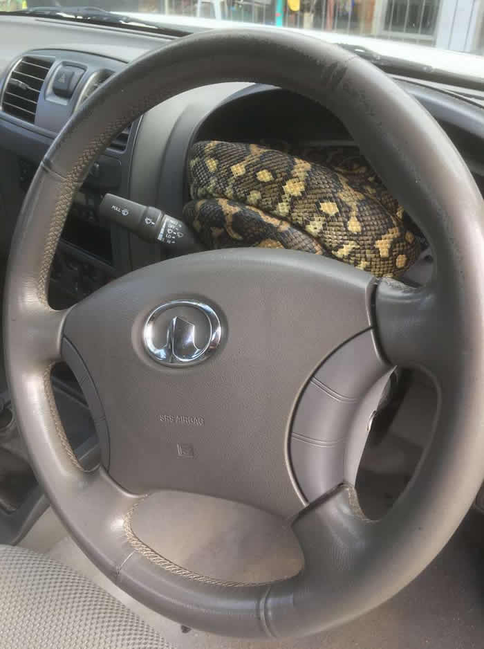 澳洲男子打开车门准备坐进驾驶座时发现巨大蟒蛇塞满仪表板