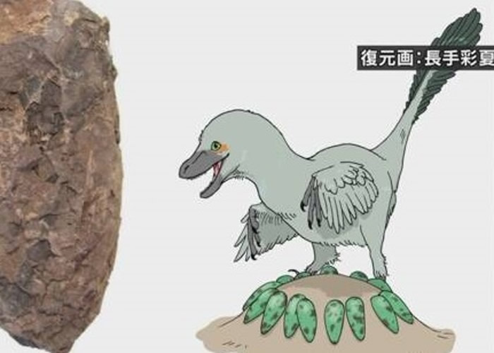 日本兵库县丹波市1.1亿年前白垩纪地层中发现世界上最小新品种恐龙蛋化石