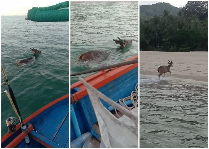 泰国洛坤府渔民出海打鱼奇遇 惊见鹿儿海中浮沉
