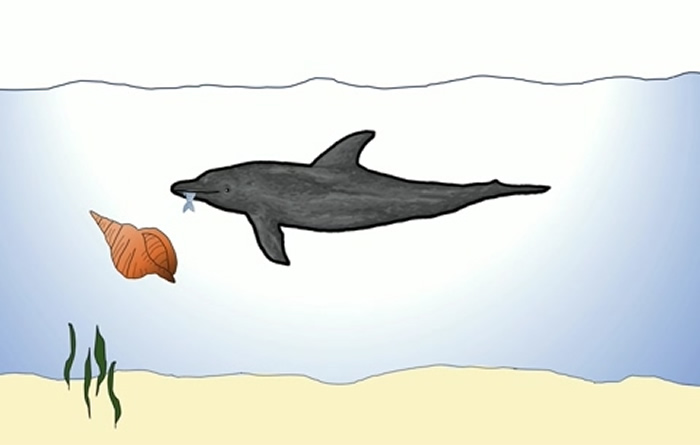 《当代生物学》：海豚会互相传授和学习捕食技能