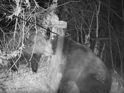 中俄边境犹太自治州老虎出没小道上安装的观测相机被两只打斗的熊损毁