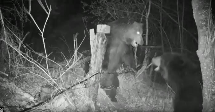 中俄边境犹太自治州老虎出没小道上安装的观测相机被两只打斗的熊损毁