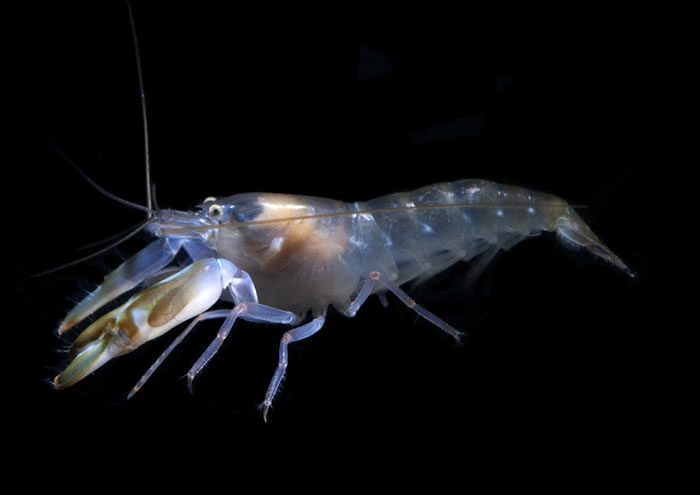 《生物快报》：研究显示鼓虾这种甲壳类动物每秒刷新它们的视野160次