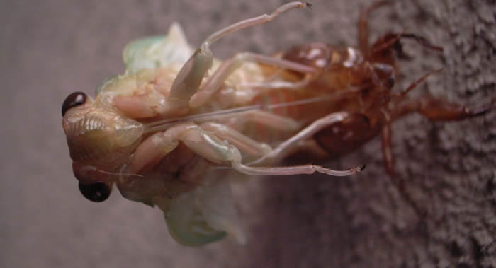不同寻常的真菌“蝉团孢霉”可以使蝉失去四肢 还会引发这种昆虫的反常行为