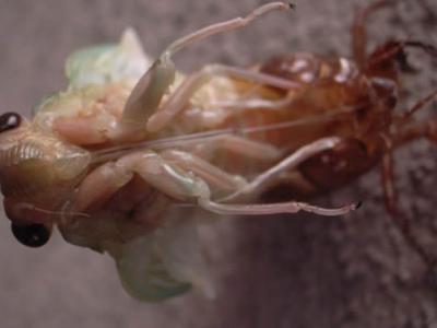 不同寻常的真菌“蝉团孢霉”可以使蝉失去四肢 还会引发这种昆虫的反常行为