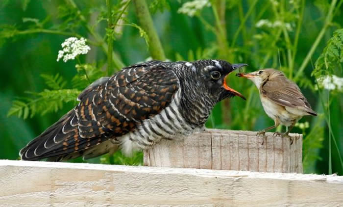 可恶大杜鹃将卵产在其他鸟类巢中让人家帮忙喂养 可怜芦苇莺不知情用心哺育