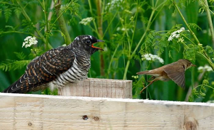可恶大杜鹃将卵产在其他鸟类巢中让人家帮忙喂养 可怜芦苇莺不知情用心哺育