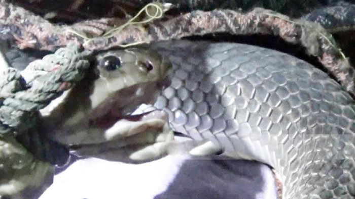 泰国男子准备睡觉听到床下发出诡异声音 一看是两条超大眼镜蛇在交配