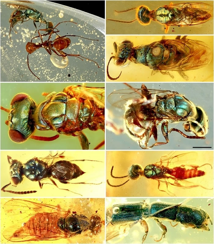 白垩纪缅甸琥珀中多样的具金属色彩结构色的昆虫