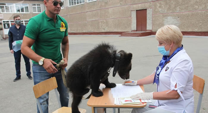 俄罗斯巴尔瑙尔市选民带着小熊到投票站参加宪法修正案投票