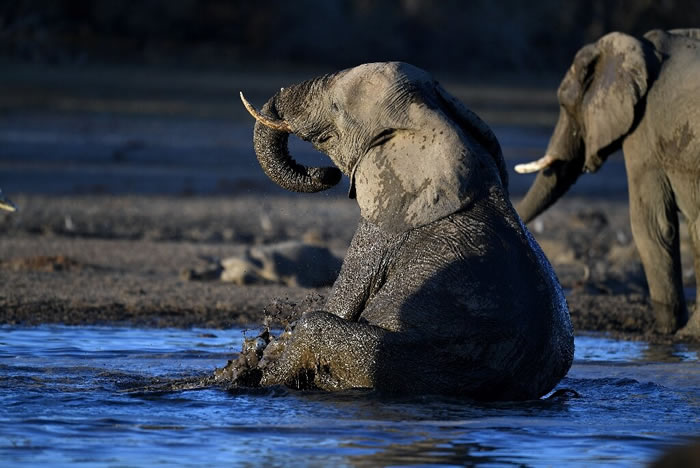 非洲国家博茨瓦纳超过350头大象离奇猛然倒地死亡 或是神经系统受创