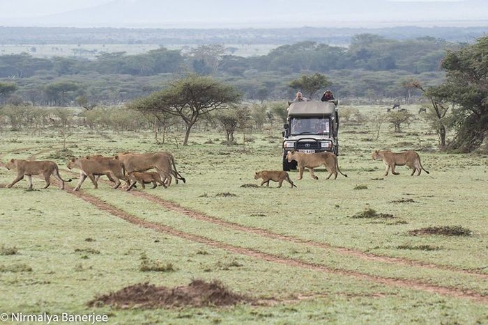 保育是新的商业模式 肯尼亚马赛地主：我的土地已属于大象、牛羚和狮子们