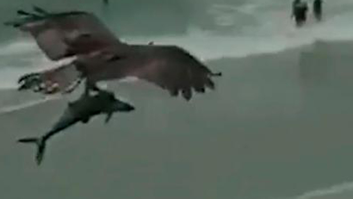 美国南卡罗来纳州超级大鸟抓着鲨鱼在天上飞？鱼鹰捕获北梭鱼？