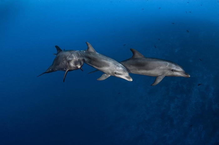 在法属玻里尼西亚伦吉拉海峡（Rangiroa Channel）狩猎的瓶鼻海豚。 这种海洋哺乳动物会使用两种工具来找食物，这在自然界是很少见的行为。 PHOTOG