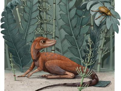 马达加斯加2.37亿年前的爬行动物Kongonaphon kely可能为恐龙的起源提供线索