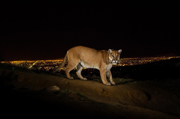 遥控相机在加州格里斐斯公园（Griffith Park）拍到了一只戴着无线电波项圈的山狮。 加州的山狮栖息在被几条大公路切得七零八落得环境中。 PHOTOGRA