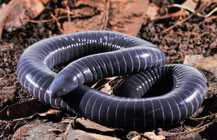 科学家发现第一种能像蛇一样分泌口腔毒液的两栖动物——蚓螈Siphonops annulatus
