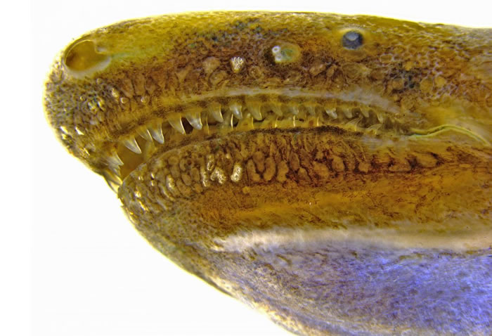 科学家发现第一种能像蛇一样分泌口腔毒液的两栖动物——蚓螈Siphonops annulatus