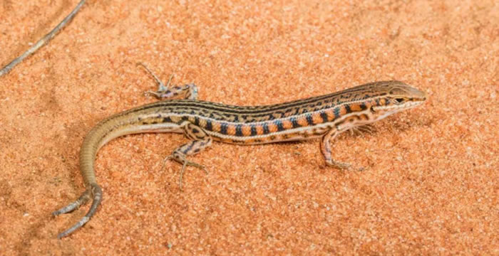 美国新墨西哥州Manzanita山脉发现三条尾巴的蜥蜴 科学家研究多尾蜥蜴在野外的普遍性