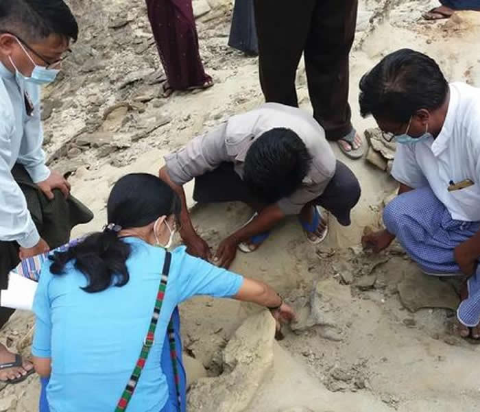 缅甸马圭省村民放羊时发现奇怪头骨化石