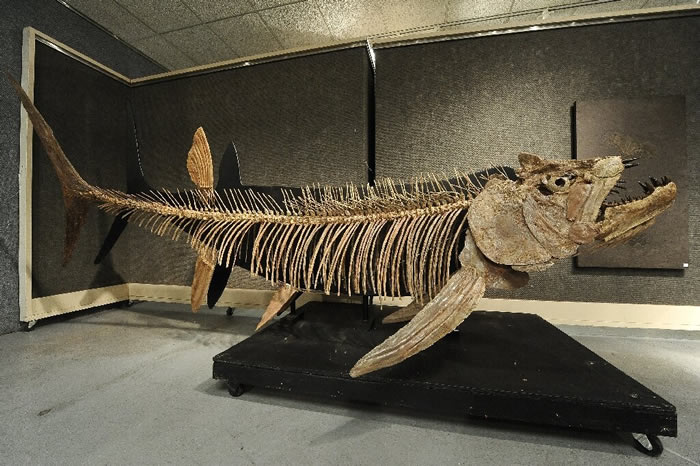 在美国堪萨斯州发现的化石，类似于在阿根廷这次发现的掠食性鱼类化石。