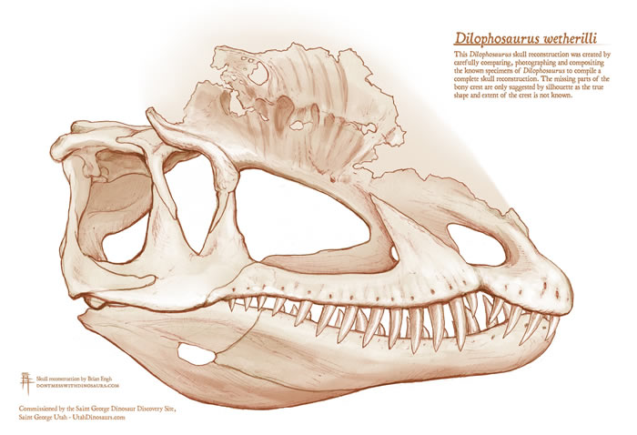 《古生物学杂志》：双冠龙Dilophosaurus与《侏罗纪公园》中的描述大相径庭