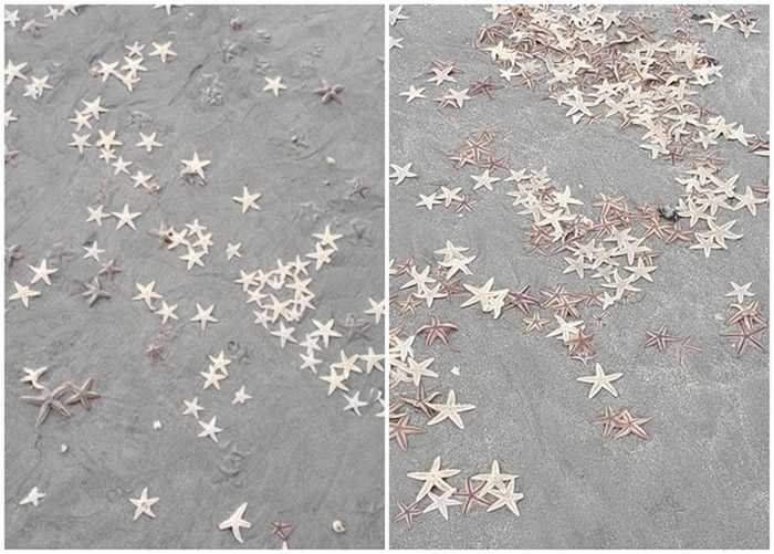 美国南卡罗莱纳州花园市海滩突然涌现大量海星