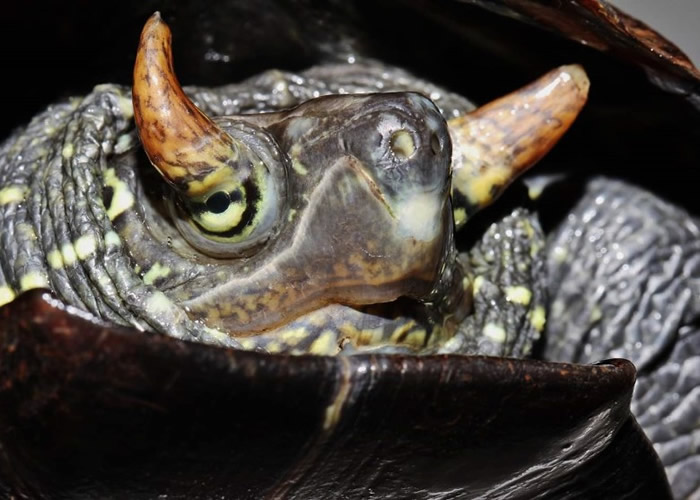 日本静冈县河津町滨的“iZoo”动物园展出稀有双角乌龟