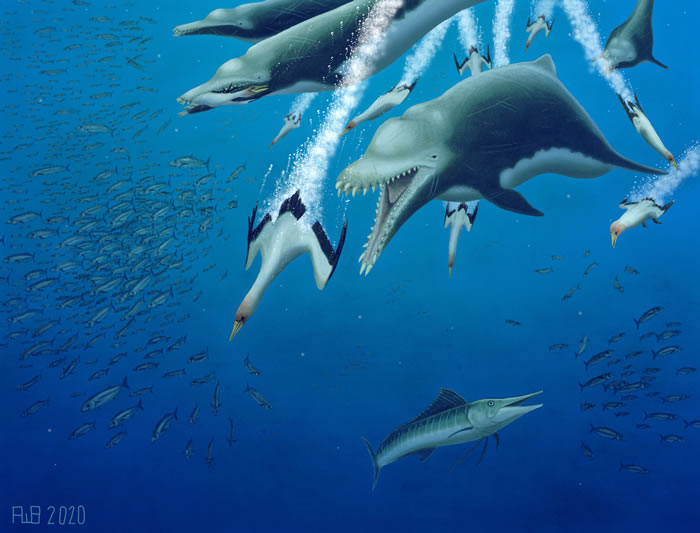 美国发现2500万年前渐新世时期灭绝海豚Ankylorhiza 是具有鲸鱼特征的顶级掠食者