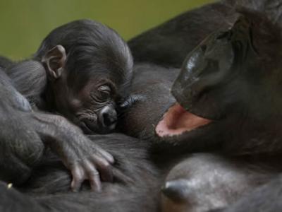 最为濒危稀有的克罗斯河大猩猩和幼崽首次被相机抓拍到