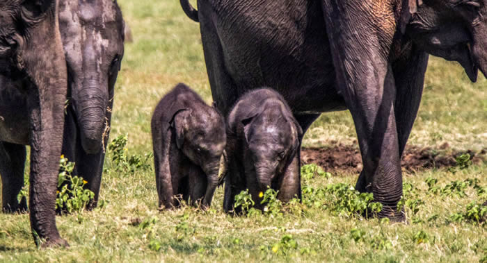 斯里兰卡米内日亚保护区发现罕见大象双胞胎