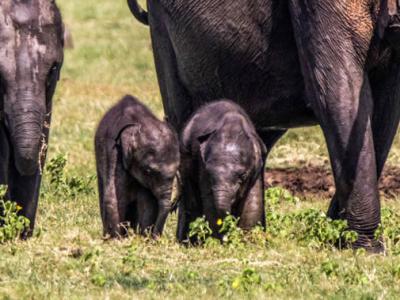 斯里兰卡米内日亚保护区发现罕见大象双胞胎