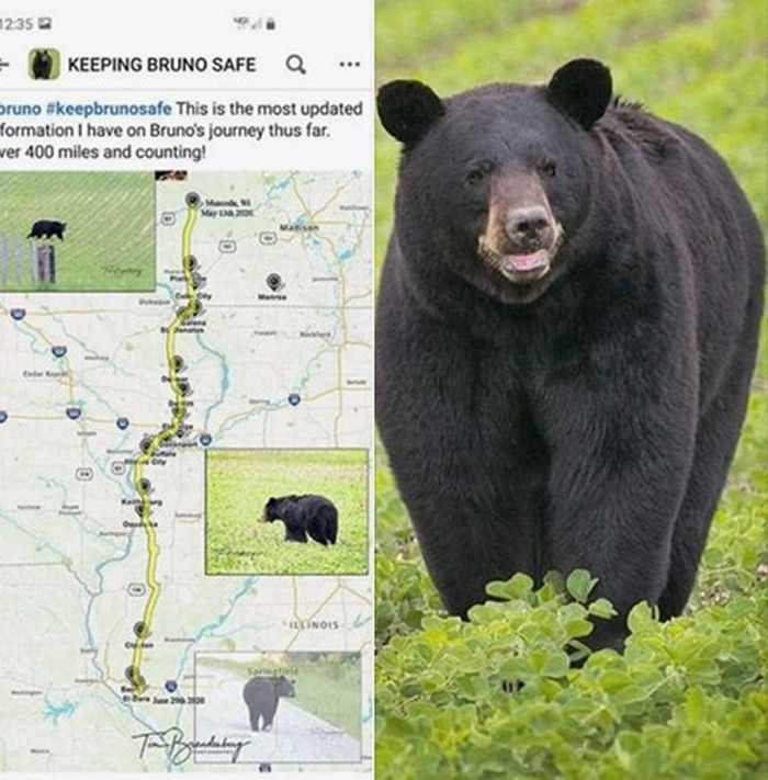 美国一头黑熊跨越3州640公里求爱 始终一无所获